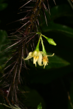 Solanum atropurpureum RCP7-06 009.jpg
